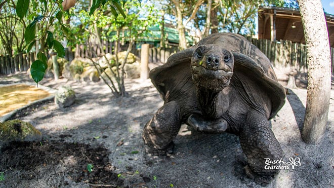 Tortoise Video Conference Background Preview