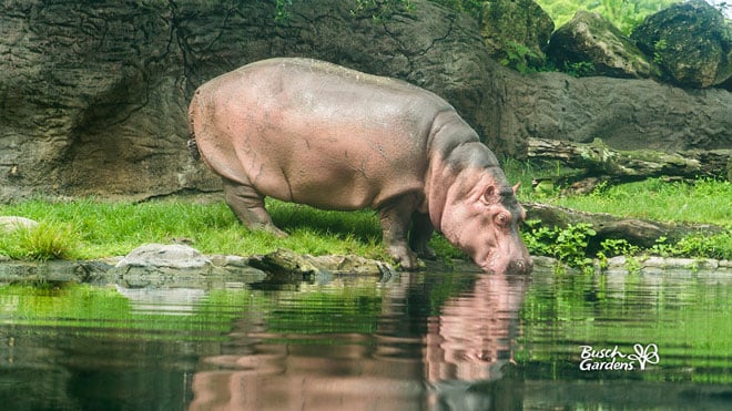 Hippo Video Conference Background Preview