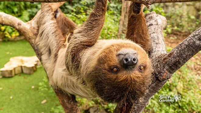 Sloth Video Conference Background Preview