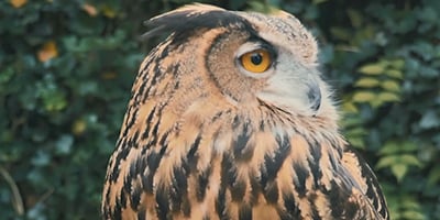 Eurasian Eagle Owl 