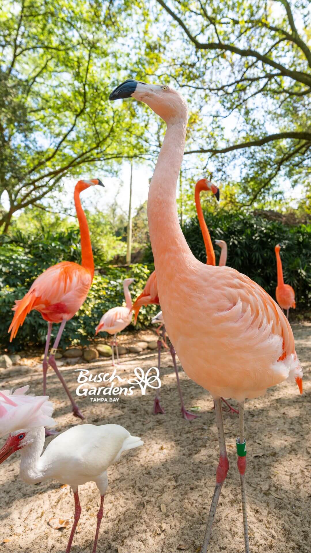 Flamingos at Busch Gardens Tampa Bay.