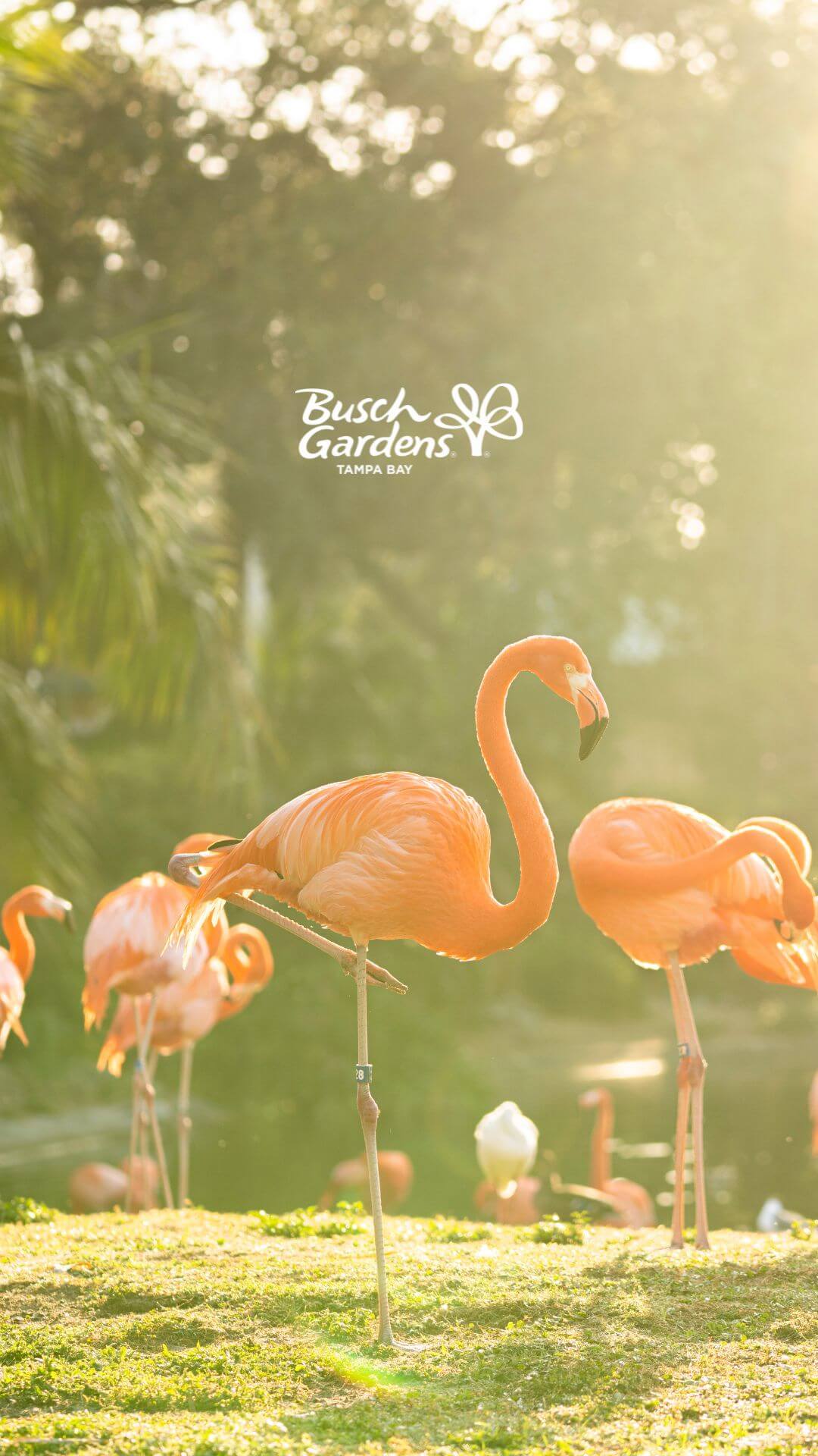Flamingos at Busch Gardens Tampa Bay.