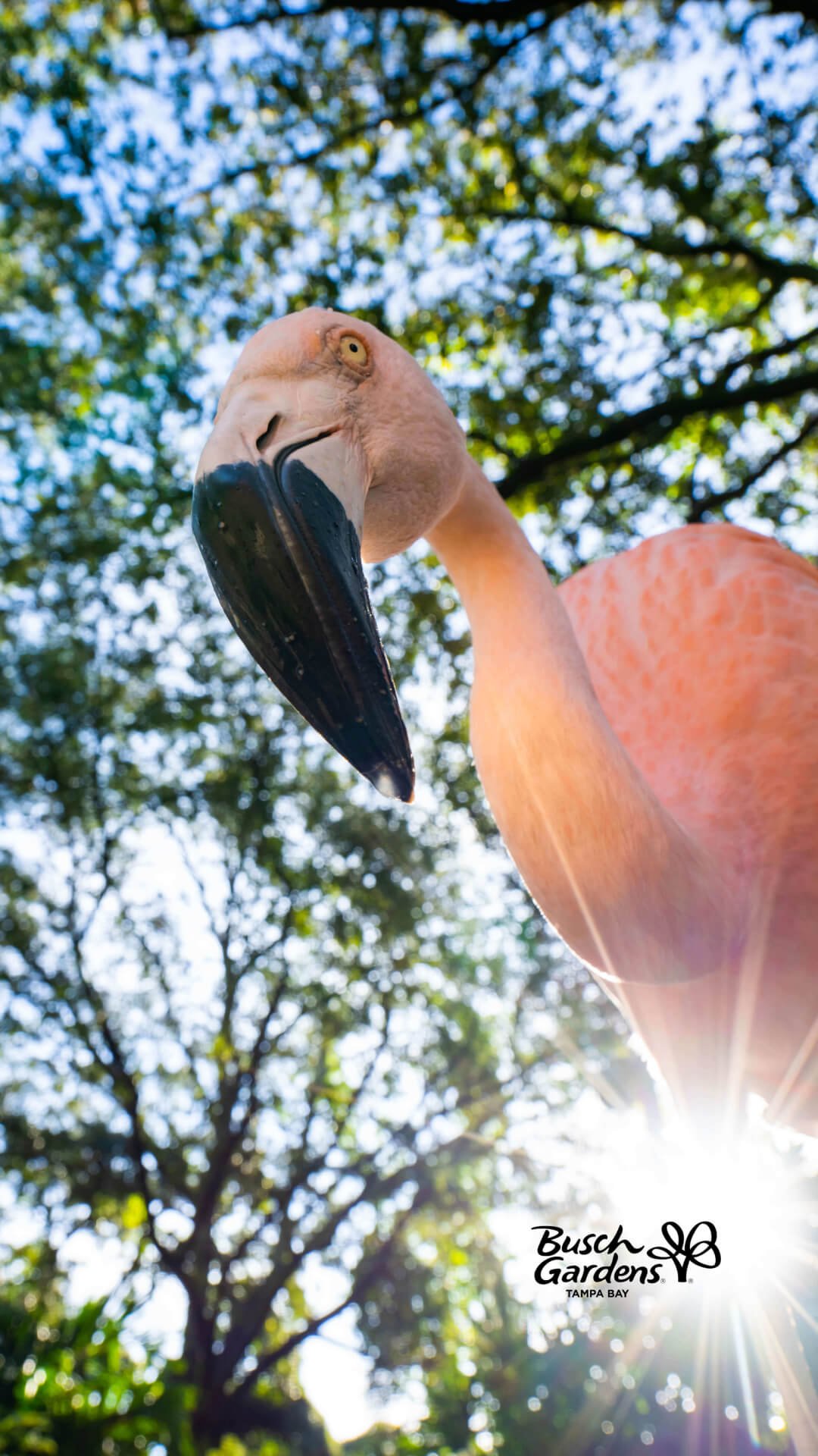 Flamingos at Busch Gardens Tampa Bay.