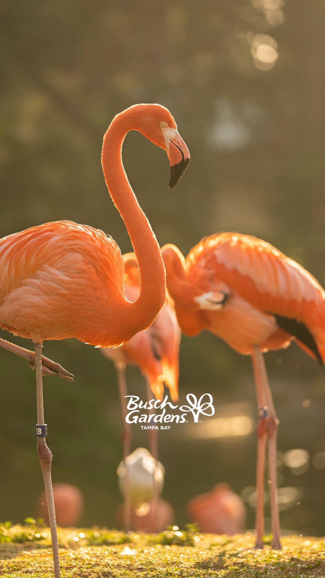 Flamingos at Busch Gardens Tampa Bay.