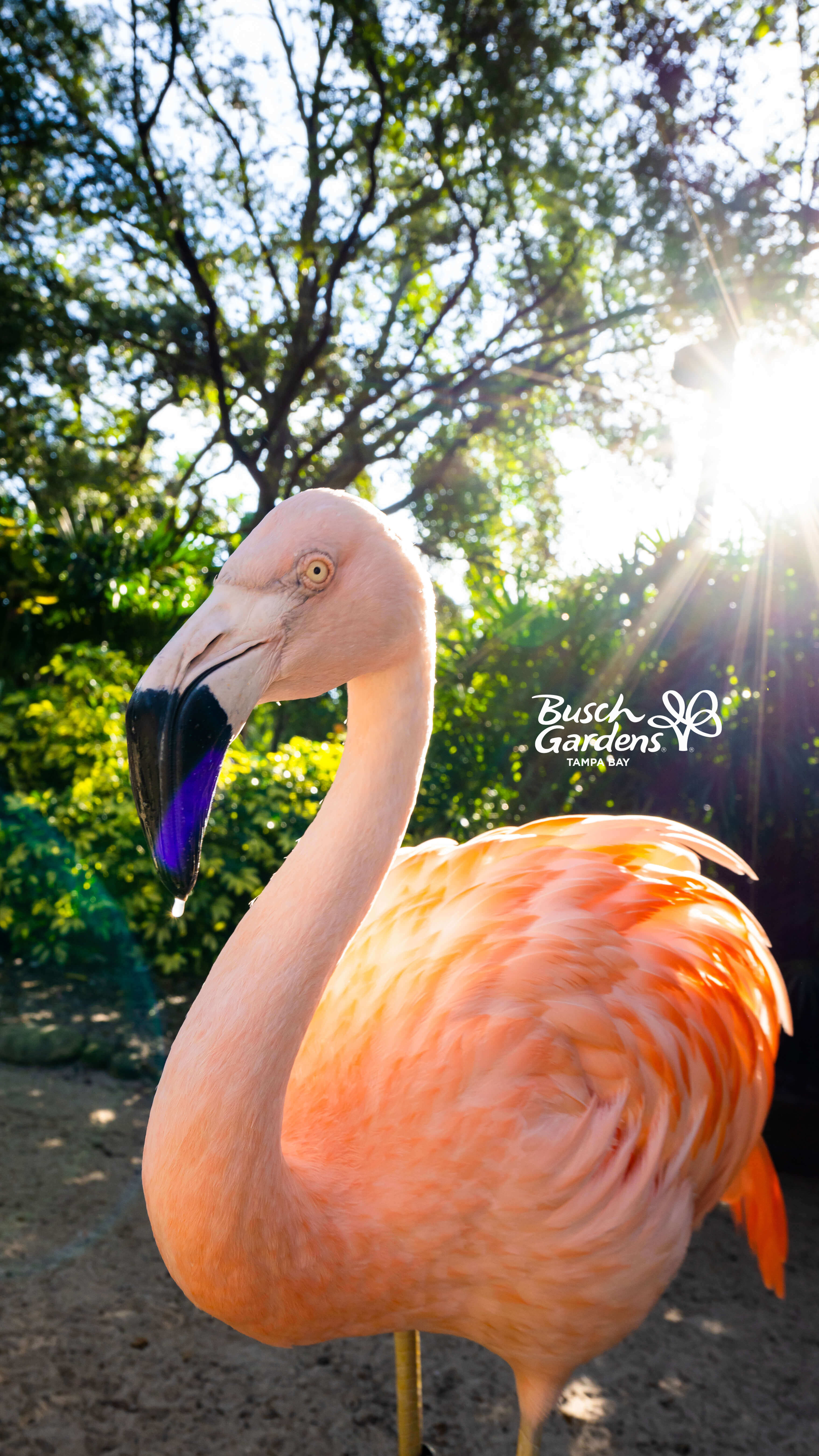 Flamingos at Busch Gardens Tampa Bay.