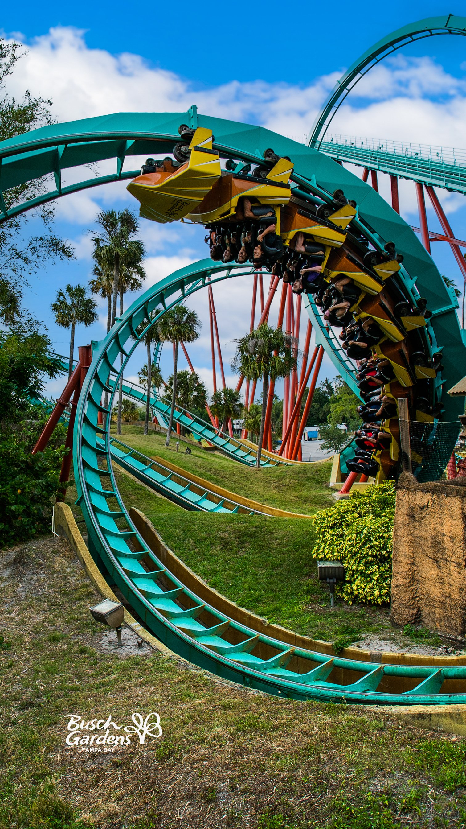 Wallpaper Wednesdays at Busch Gardens Tampa