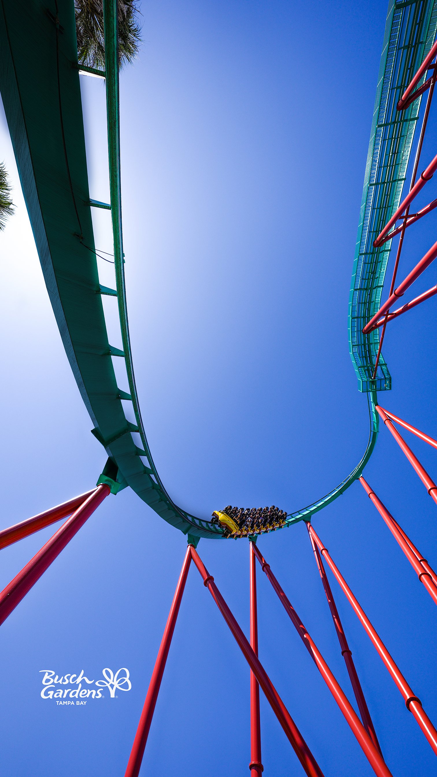 Wallpaper Wednesdays at Busch Gardens Tampa