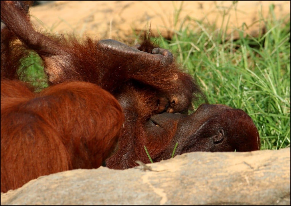 orangutan parent and offspring