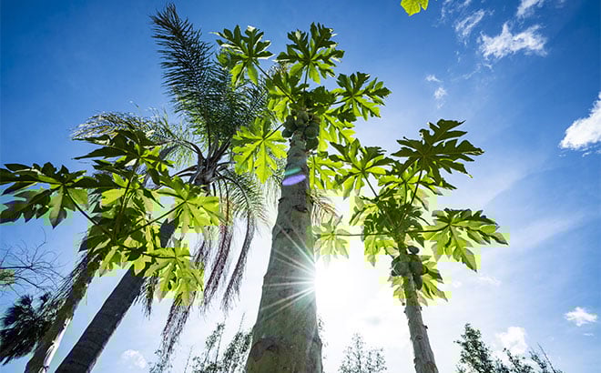 Rhino poop grows a papaya tree at Busch Gardens Tampa Bay