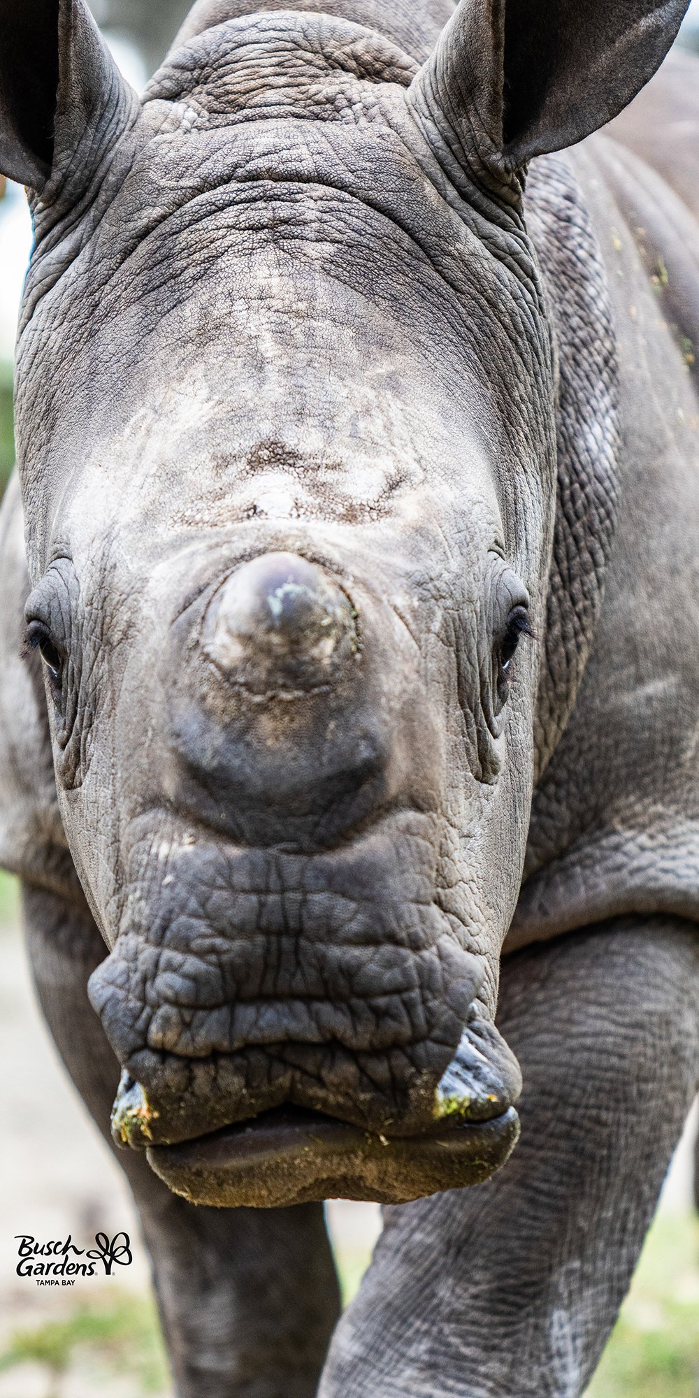 Baby Rhino