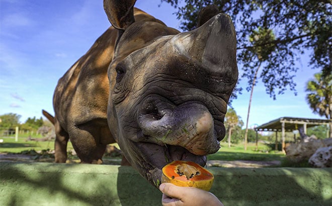 Rhino poop grows a papaya tree at Busch Gardens Tampa Bay