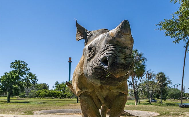 Rhino poop grows a papaya tree at Busch Gardens Tampa Bay