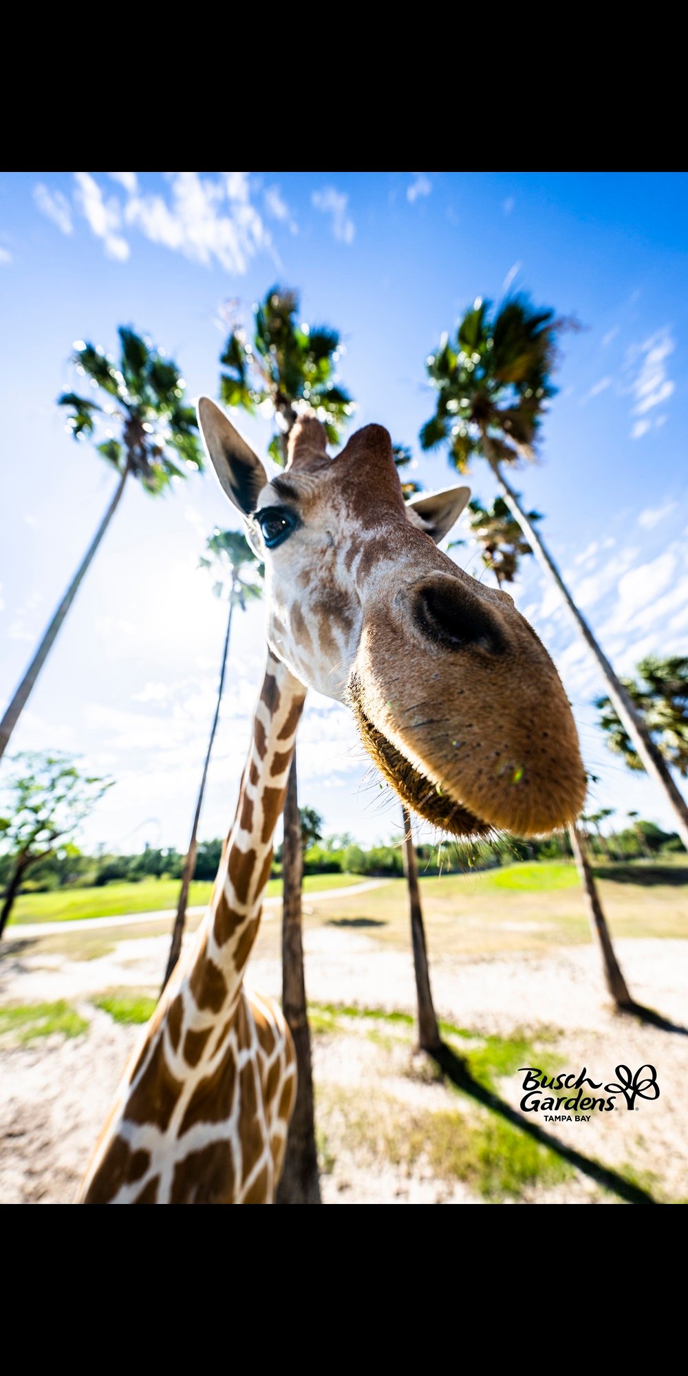 Serengeti Adventures at Busch Gardens Tampa Bay.