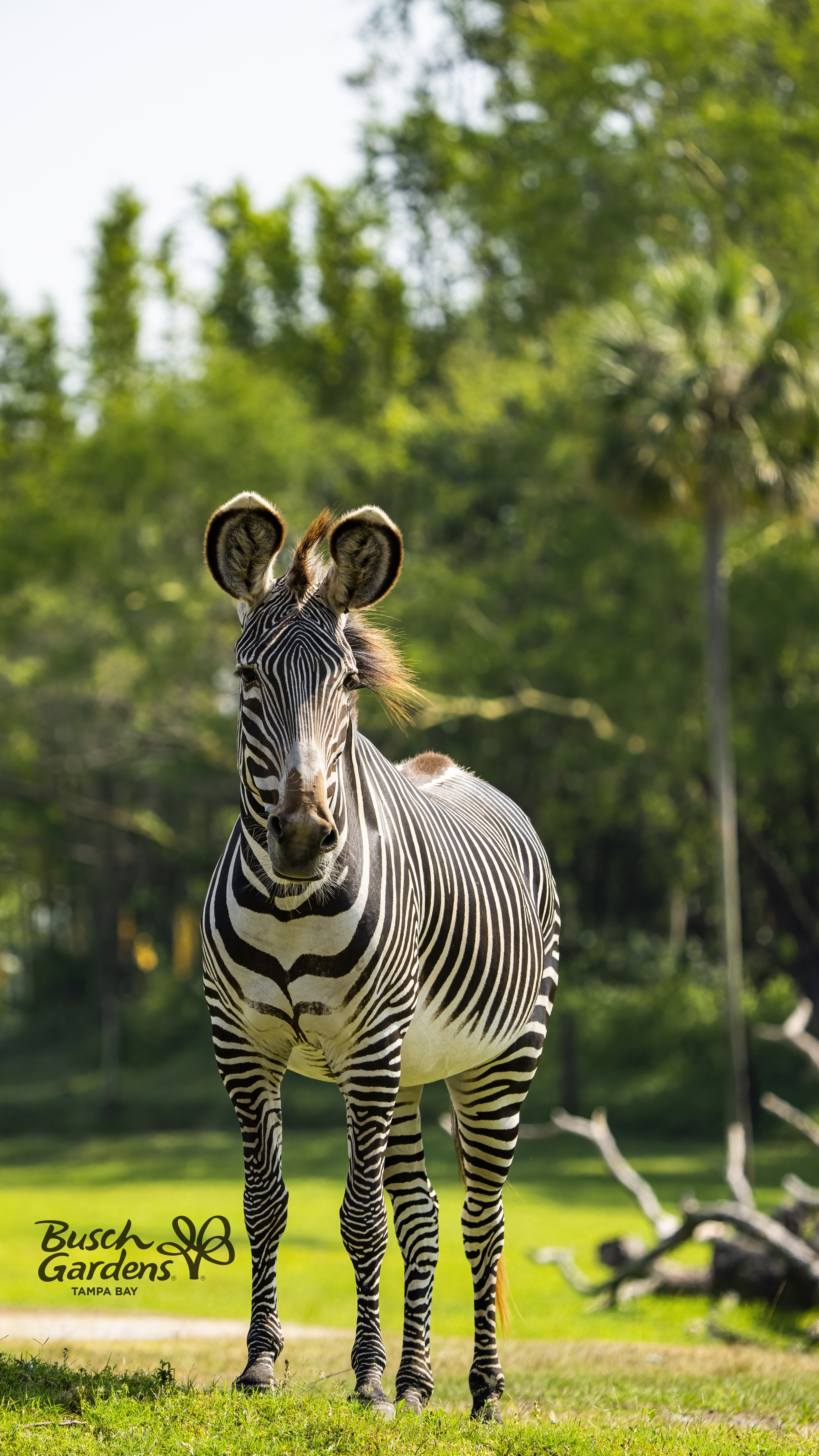 Serengeti Adventures at Busch Gardens Tampa Bay.