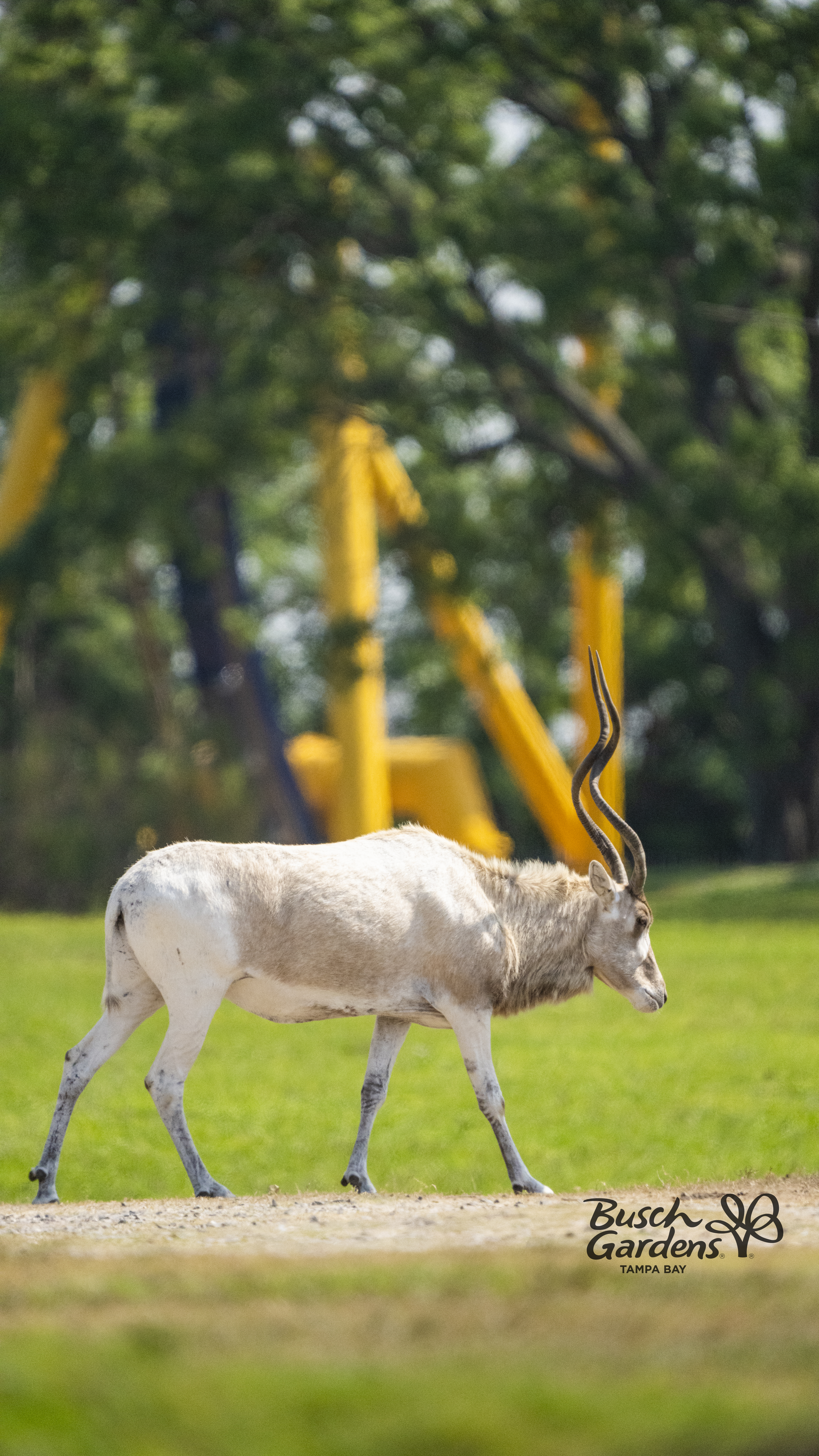 Serengeti Adventures at Busch Gardens Tampa Bay.