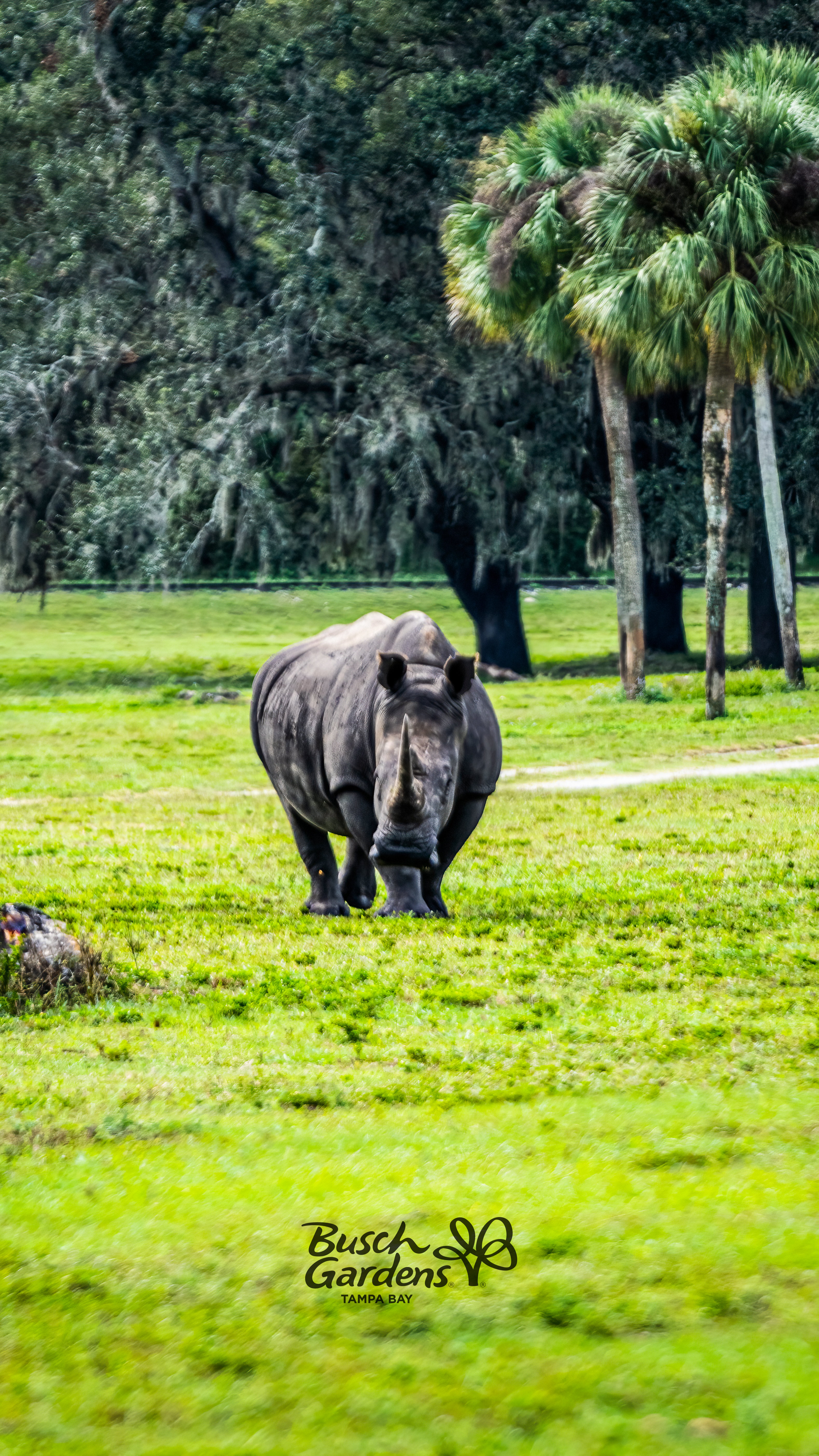 Serengeti Adventures at Busch Gardens Tampa Bay.