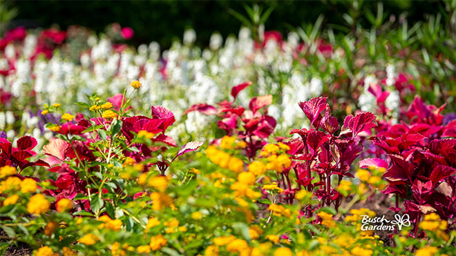 Spring Flowers Virtual Conferencing Background Preview