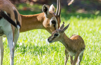 Grants Gazelles at Busch Gardens Tampa Bay