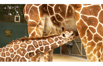 Baby Giraffe at Busch Gardens Tampa Bay
