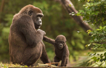 Baby Gorilla at Busch Gardens Tampa Bay