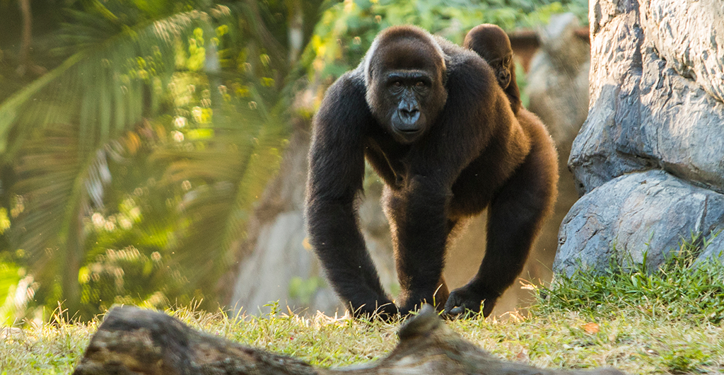 Gorillas at Busch Gardens Tampa Bay
