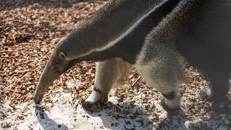 anteater