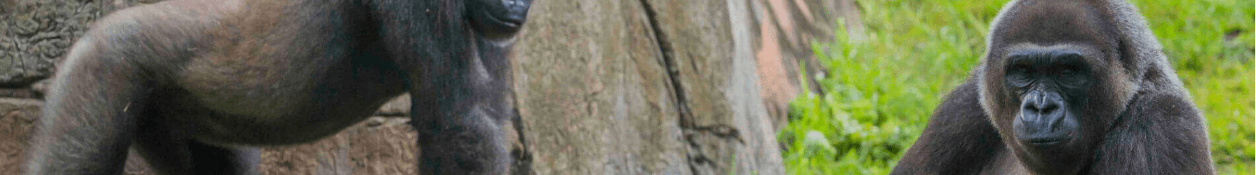 Gorillas and Other Primates at Busch Gardens Tampa Bay