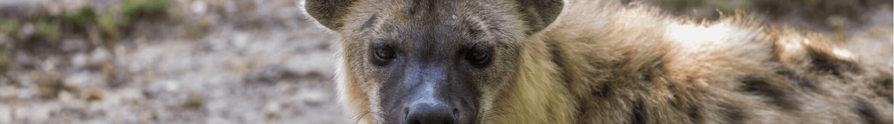 Hyenas at Busch Gardens Tampa Bay