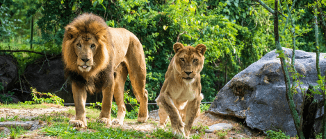 Lions at Busch Gardens Tampa Bay