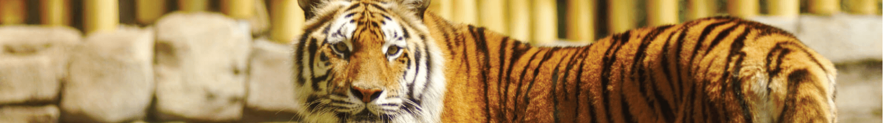 Bengal Tigers at Busch Gardens Tampa Bay