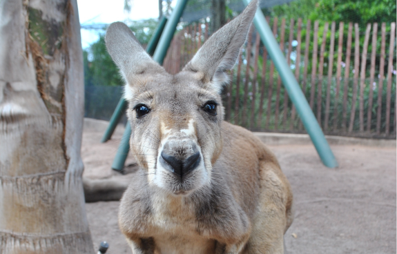 Australia Insider Tour at Busch Gardens Tampa Bay
